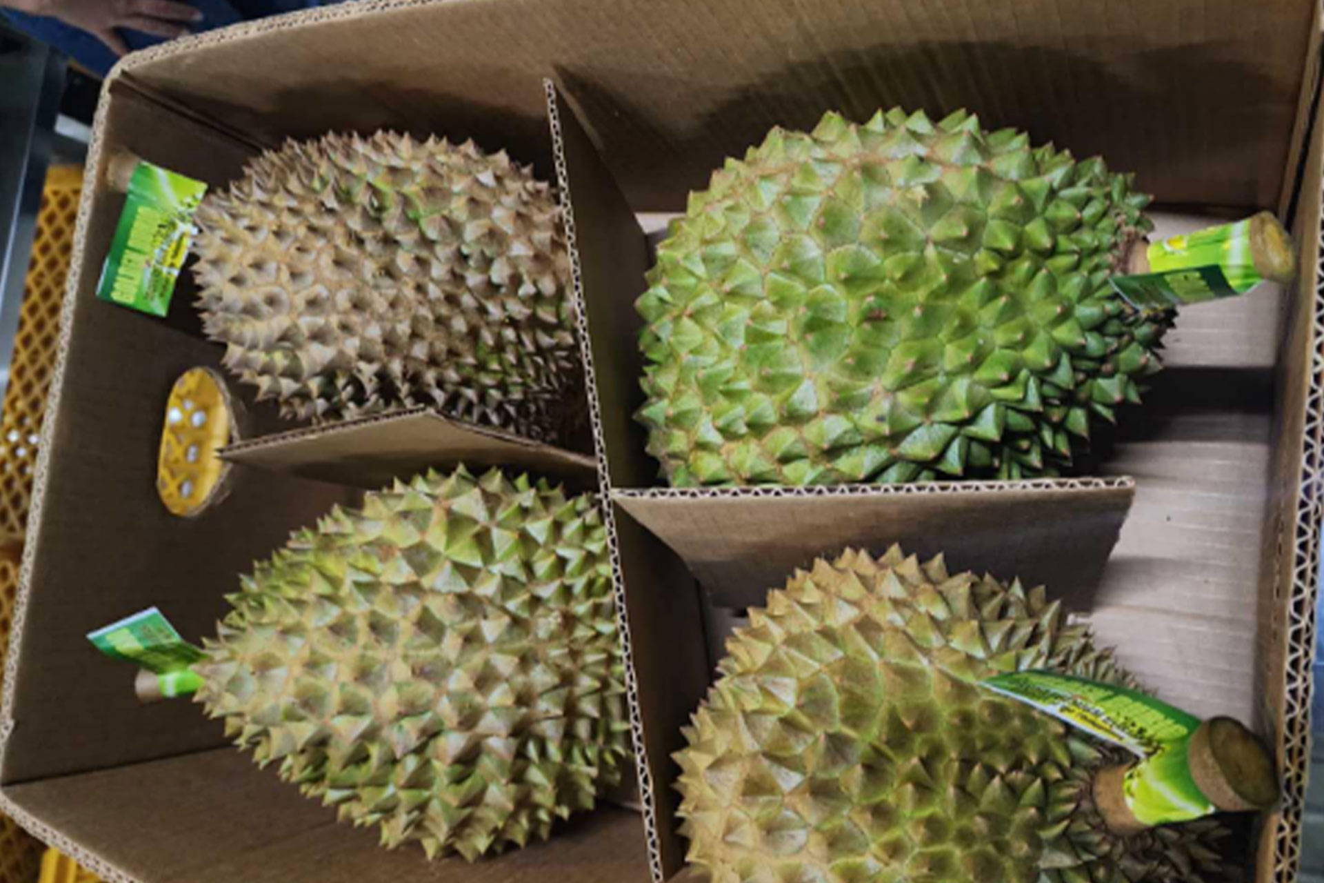 Durian1